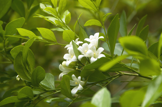 九里香花枝