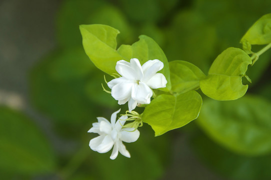 茉莉花花枝