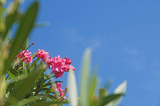 夹竹桃花枝叶