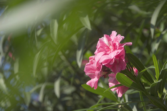 夹竹桃花朵