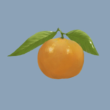 柑橘手绘