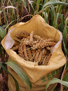農(nóng)作物小米