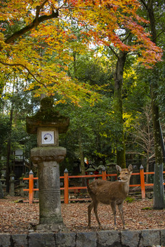 日本奈良风景