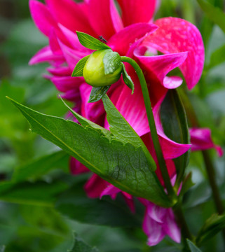 大丽菊