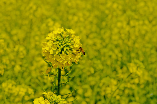 油菜花海与蜜蜂