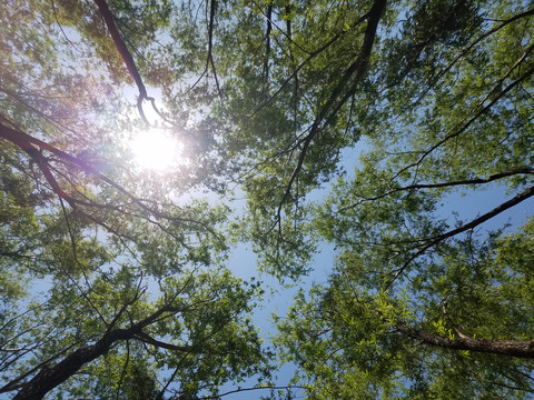 林荫太阳树林烈日