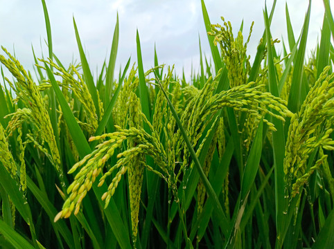 丰收稻谷稻米