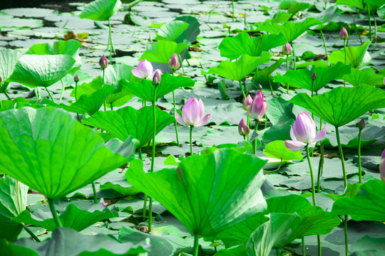 荷花池