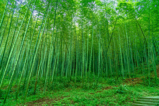 竹林