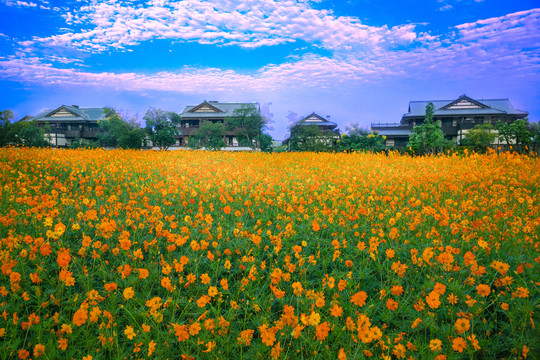 黄秋英花