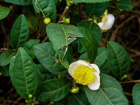 茶花