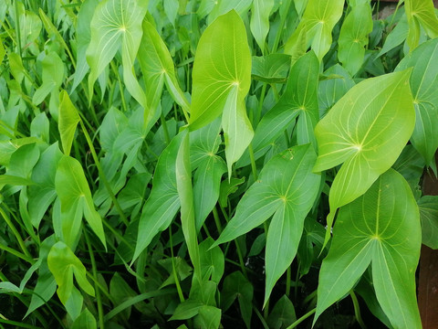 水生植物