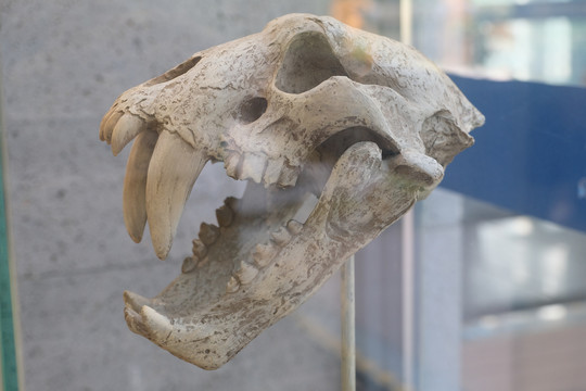头骨化石
