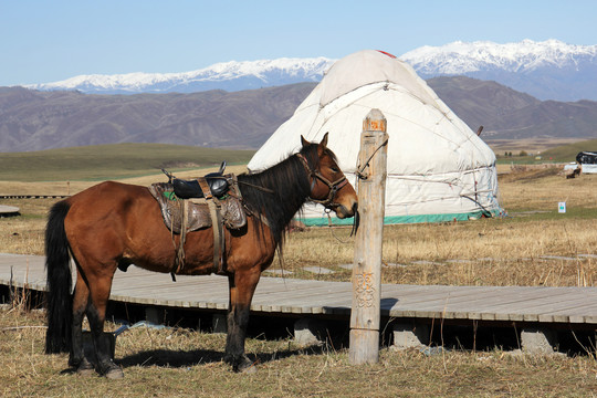 新疆马