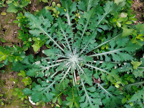 田间地里野草