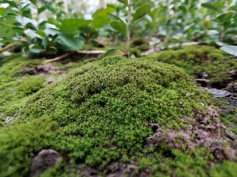 绿苔背景