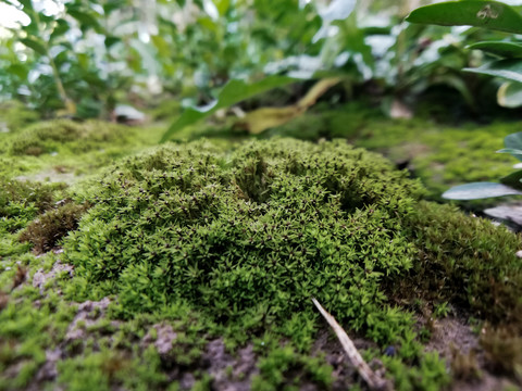 苔藓背景