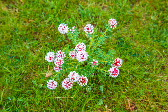 狼毒花