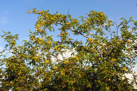 花椒树枝