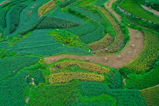 山东梯田