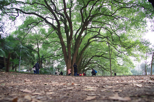 湖北武汉大学校内绿色植被