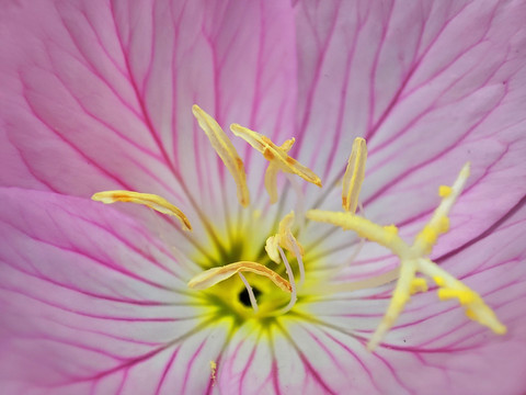 微距花卉花蕊