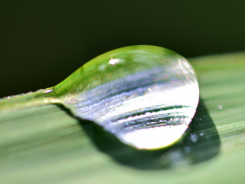 露水