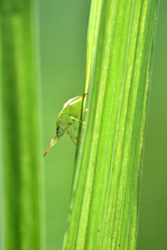 绿色虫子