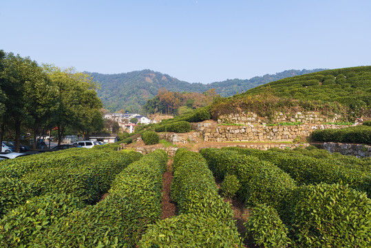 茶叶基地