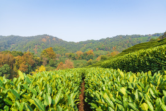 茶山