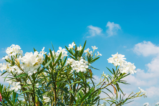 白色夹竹桃花