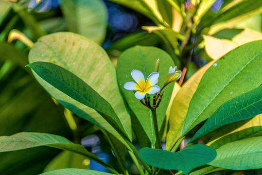 夹竹桃科植物鸡蛋花