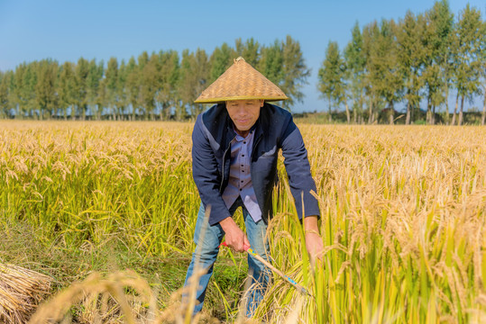 秋天收割水稻的亚洲男性农民