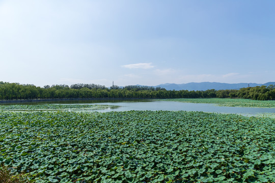 北京颐和园西堤荷塘