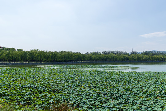 北京颐和园西堤荷塘