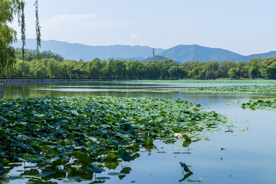 北京颐和园西堤荷塘