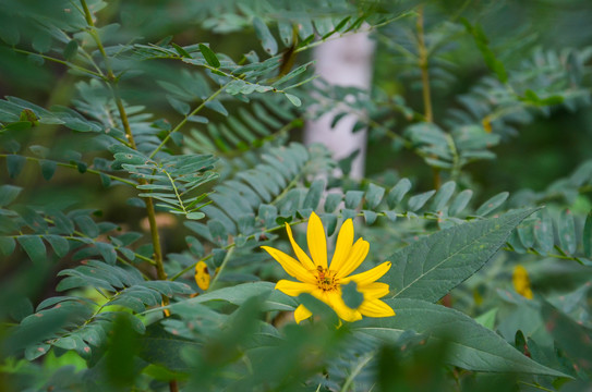 菊芋