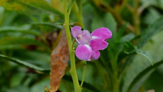 凤仙花