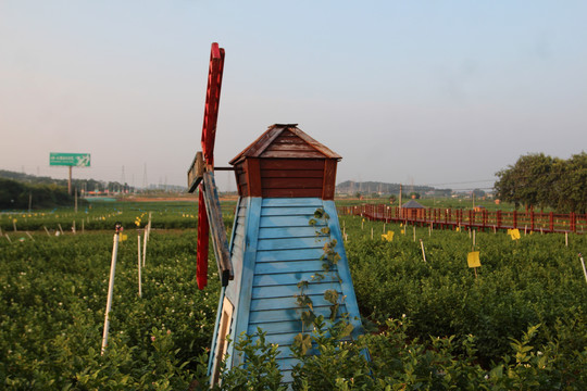 茉莉花风车