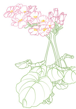 報春花
