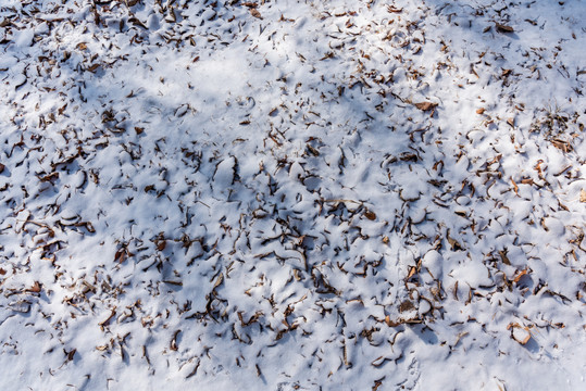 冬天雪后地面的积雪和落叶