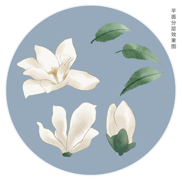 手繪玉蘭花