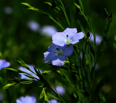 胡麻花