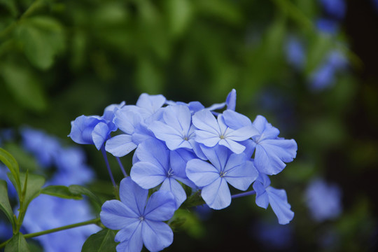 蓝雪花