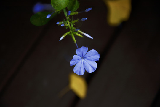 淡蓝色花