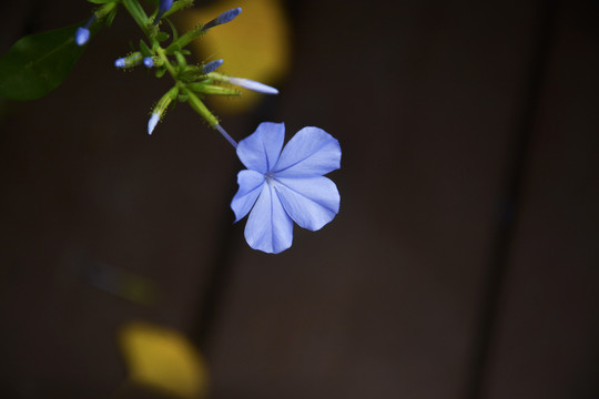 小清新蓝色花朵