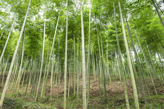 竹子
