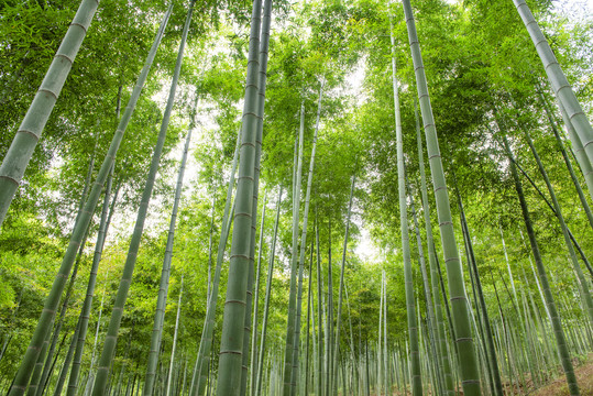 綠竹林
