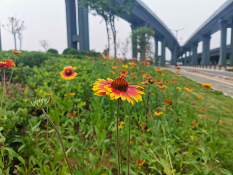 野外的百日菊