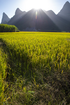 稻田